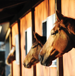 Animal Science - Equine