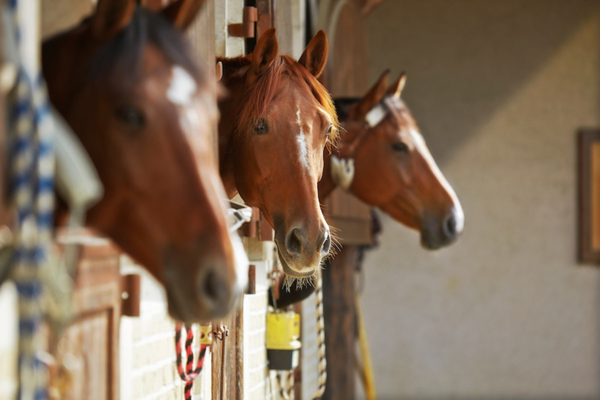 UCD researchers recruiting horses for Equine Headshaking Syndrome research.