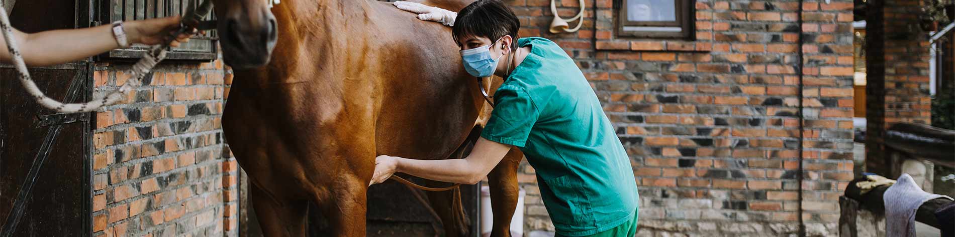 Woman with a stethascope to horses stomach.