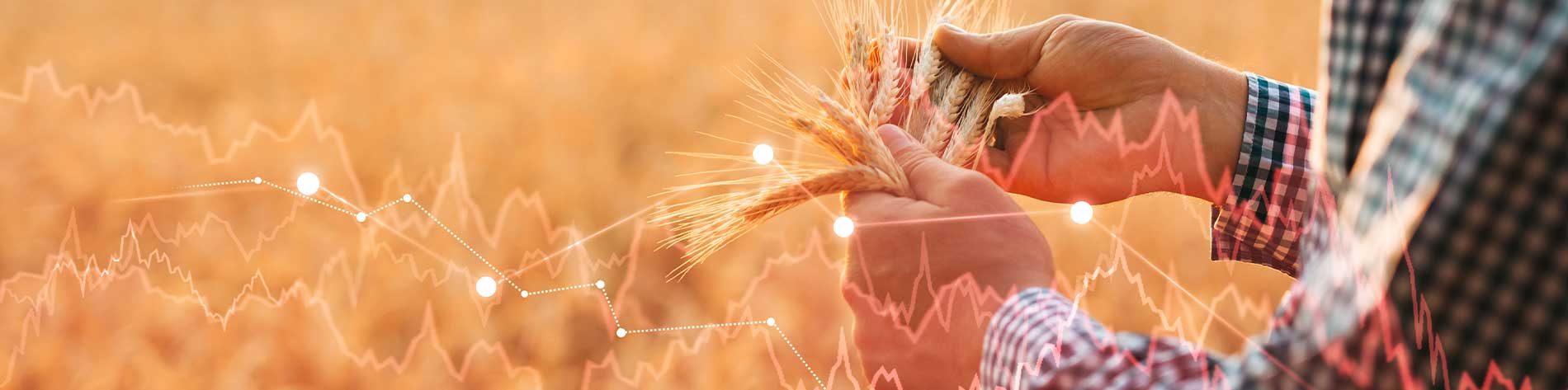 Person holding beards of corn with data superimposed above.